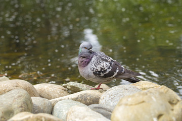 Dove on the white background