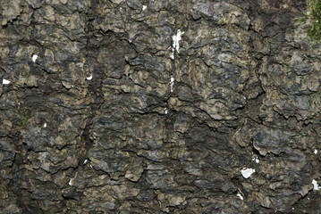 Tree bark texture.