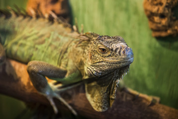 Green Lizard