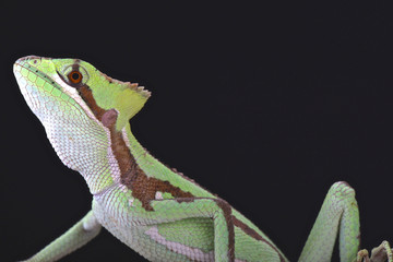 Fototapeta premium Serrated casquehead iguana (Laemanctus serratus)