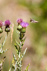 White-lined Sphinx Moth nectars on a purple-flowered thistle