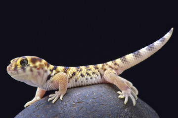 Naklejka premium Wonder gecko (Teratoscincus scincus)