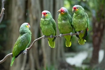  papegaai vogel © Pakhnyushchyy