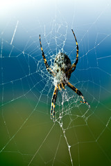 Argiope Spider in its web, closeup in morning light with a beautiful background