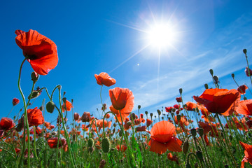 Poppy flower © Pakhnyushchyy