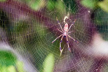 Golden-silk Spider in its web with a beautiful background