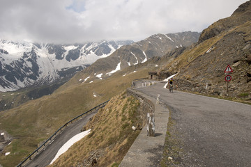 Bicycle italian tour at Gavia Pass
