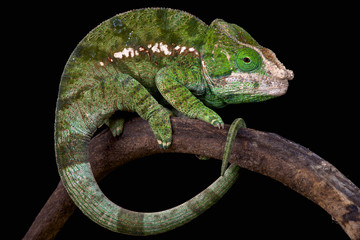 Fototapeta premium Globe-horned chameleon (Calumma globifer)
