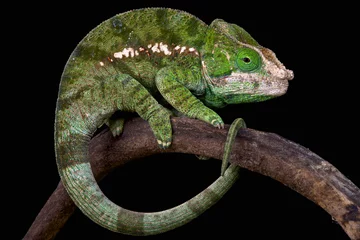 Papier Peint photo Lavable Caméléon Globe-horned chameleon (Calumma globifer)
