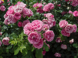Naklejka premium Bush pink rose close-up. Flowers and gardens