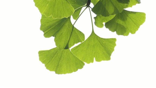 Ginkgo biloba, Tempelbaum, Heilmittel aus Asien mit Blatt