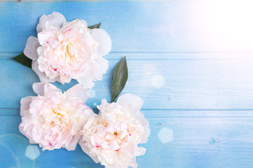 Splendid white peonies  flowers on blue painted wooden planks.