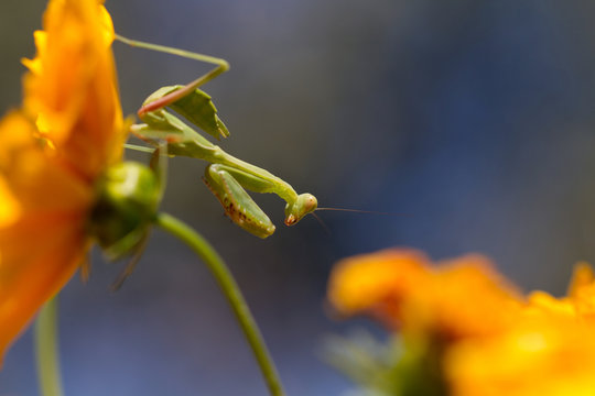 Immature Praying Mantis hangs upside down on a yellow Coreopsis flower