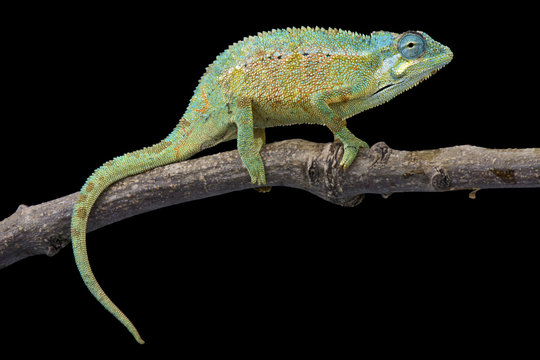 Elliot's chameleon (Trioceros ellioti)