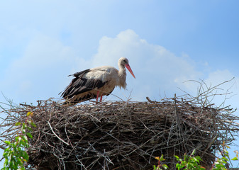 Stork