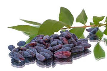Honeysuckle berries
