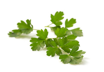 fresh parsley isolated on white