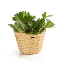 Naklejka premium fresh parsley isolated on white