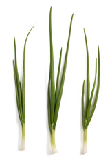 green onion isolated on white
