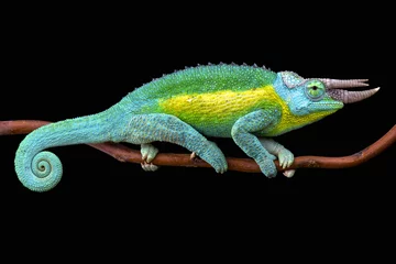 Acrylic prints Chameleon Jackson's chameleon (Trioceros jacksonii jacksonii)