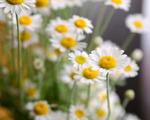 Fototapeta premium Camomile