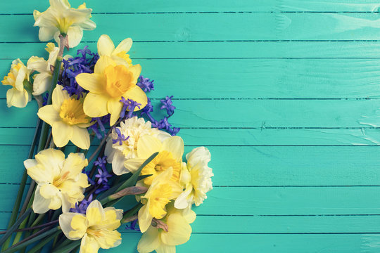 Background with bright colorful yellow and blue spring flowers on green  painted wooden planks. Selective focus. Place for text.Toned image.