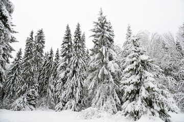Christmas background with snowy fir trees