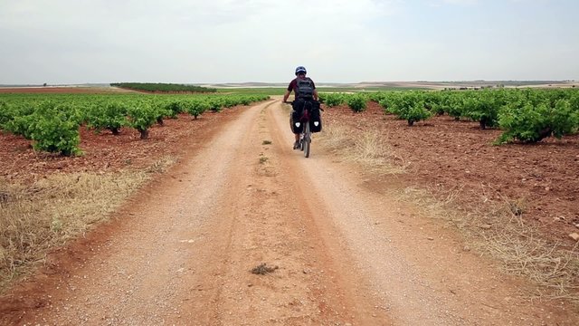 Bicycle touring through the vineyards on a country road