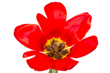 Open red tulip