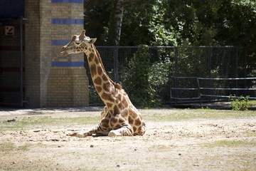 Siedząca żyrafa w zoo © fifanii