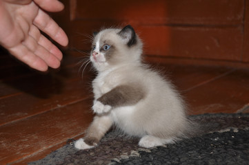 Забавныйкотенок