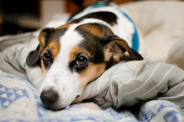 adorable little jack russel dog looking at the camera