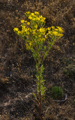 Flores de la Hierba de Santiago (Senecio Jacobaea )