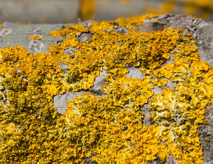 Detalle de liquenes  amarillos que cubren  la corteza de un chopo 