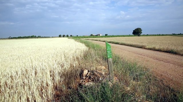 landscape of wheat fields and a country road - Ruta don Quijote
