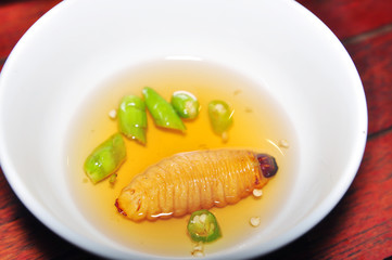 Red Palm Weevil Larva or Coconut worm or Duong dua or sago worm (Rhynchophorus ferrugineus) from Vietnam