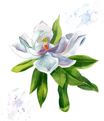 A vintage styled watercolour drawing of a white magnolia © laplateresca