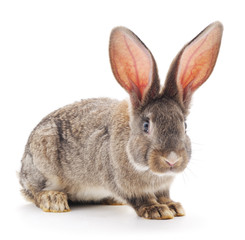 Brown rabbit.