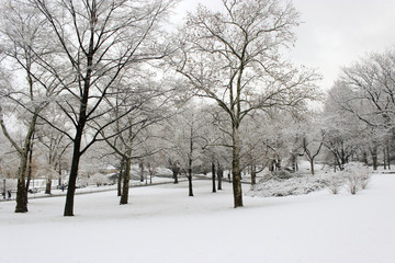 Snowy Central Park, New York City