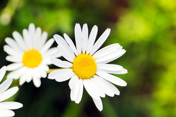 Fototapeta premium Green grass and chamomiles