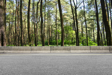 Roadside and forest