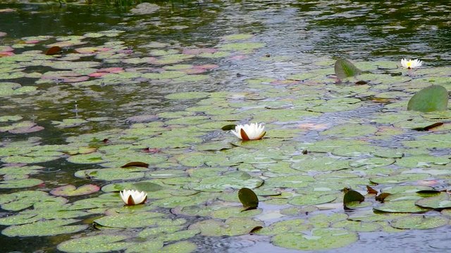 n&eacute;nuphar