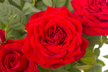 Three red roses closeup