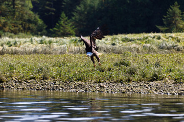 Wei&szlig;kopfseeadler