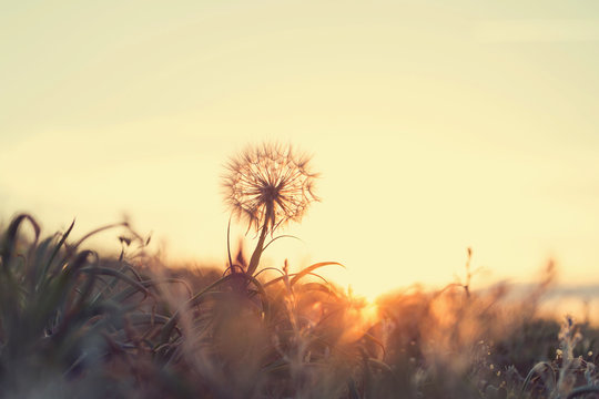 Fototapeta Dandelion