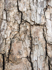 Tree bark texture. Tracery from  nature wood. Old wood tree texture background pattern.