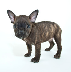 French Bulldog Puppy