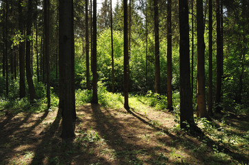 beautiful forest on a Sunny summer day