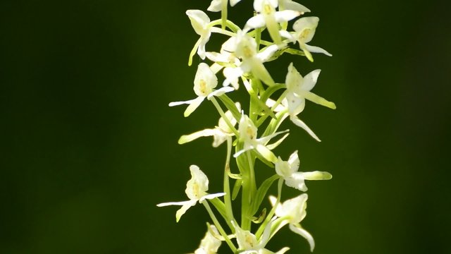 Die Gr&uuml;nliche Waldhyazinthe,Platanthera chlorantha,
Orchidee der Schw&auml;bischen Alb

