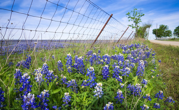 Bluebonnets along country road in Texas spring